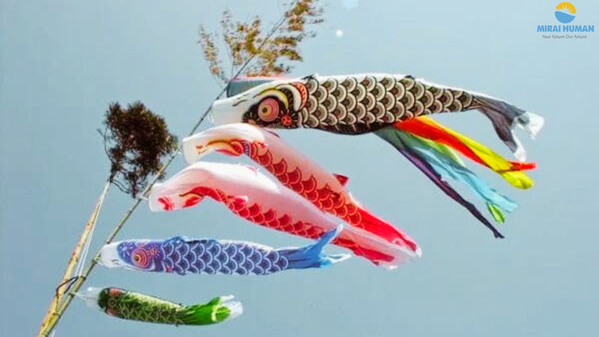 Koinobori (carp streamers) for Children's Day